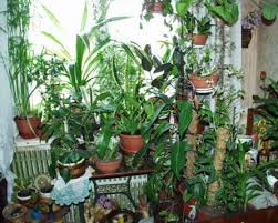 Размещение и выбор комнатных растений