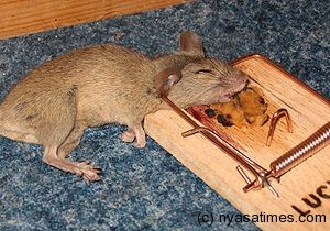 Mousetrap with mouse